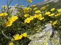 F41 Potentille alpestre a plan lachat de Sophie Launois 